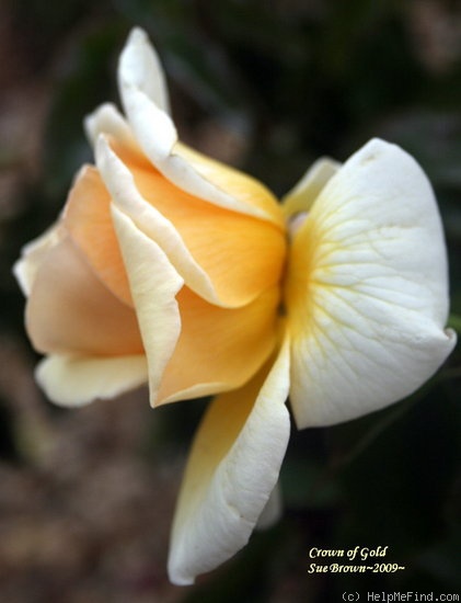 'Crown of Gold' rose photo