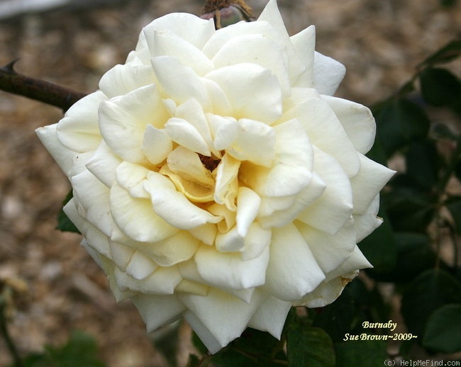 'Burnaby' rose photo