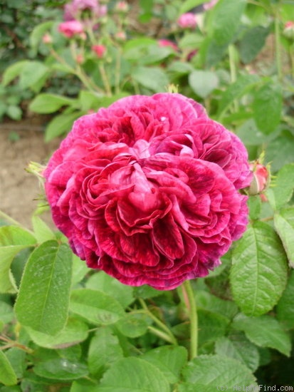 'Chenedollé' rose photo