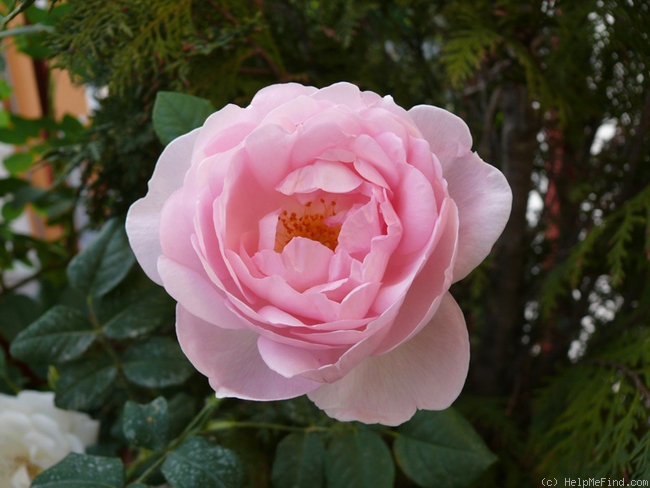 'Scepter'd Isle ®' rose photo