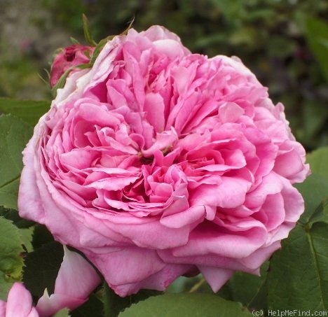 'Yolande d'Aragon' rose photo