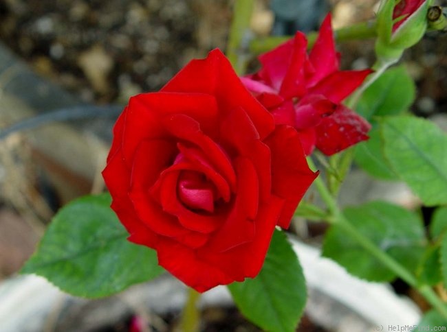 'Little Sizzler' rose photo