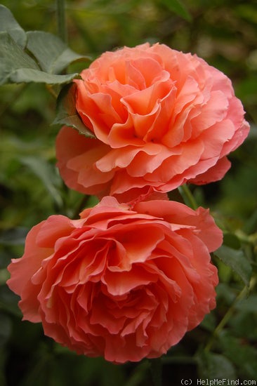 'Belvedere® (shrub, Evers/Tantau, 2001)' rose photo