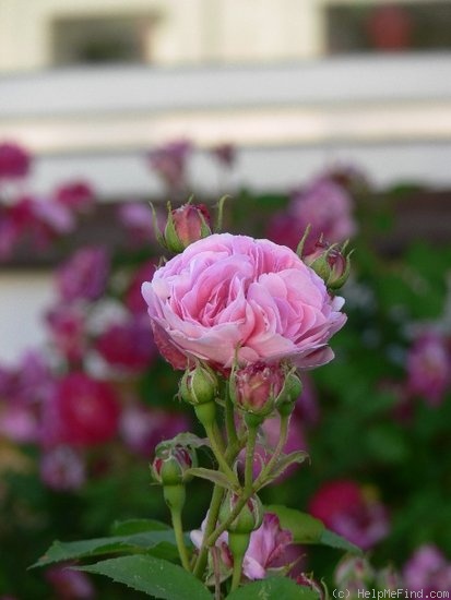 'Louise Odier (Bourbon, Margottin, 1851)' rose photo