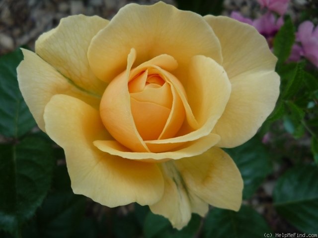 'Gene Tierney ®' rose photo