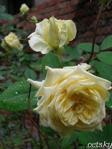 'Casino ®' rose photo