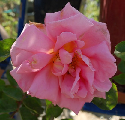 'Georg Geuder' rose photo