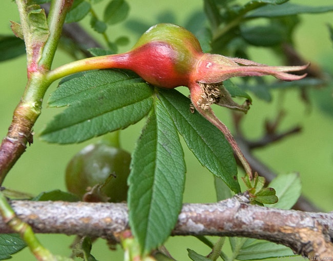 '<i>Rosa sericea</i> var. <i>omeiensis</i> (Rolfe) G.D.Rowley' rose photo