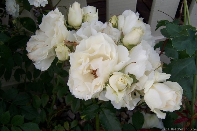 'Snowline ®' rose photo