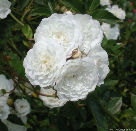 'Lady Blanche' rose photo