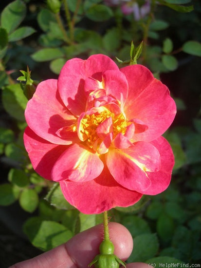 'LSLXPES' rose photo