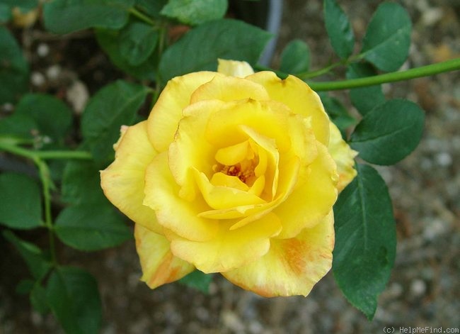 'Marietta ® (floribunda, Tantau 1985)' rose photo