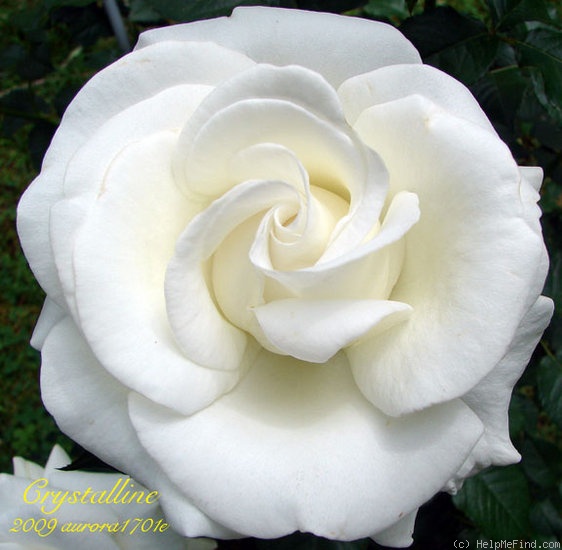 'Crystalline ™ (hybrid tea, Carruth 1987)' rose photo