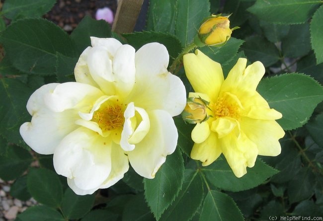 'Sunny Knock Out ®' rose photo