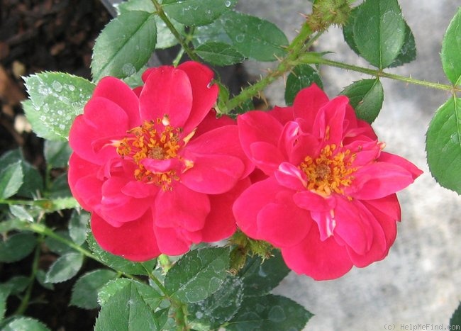 'Warm & Fuzzy' rose photo