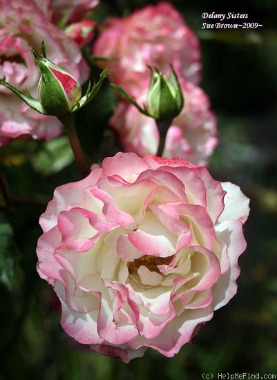 'Delany Sisters' rose photo