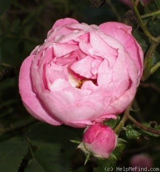 'Raubritter (Shrub, Kordes, 1936)' rose photo