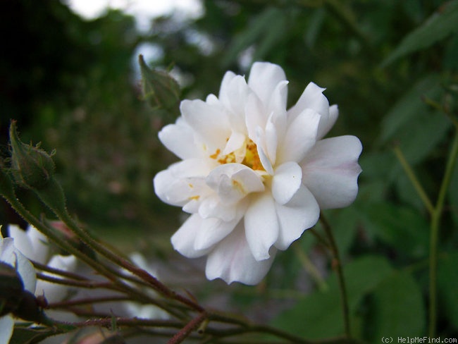 'Splendid Garland' rose photo