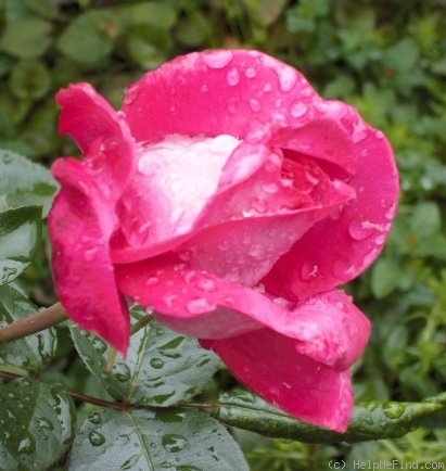 'Baronne E. de Rothschild' rose photo