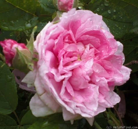 'Ispahan (damask, Unknown, before 1827)' rose photo