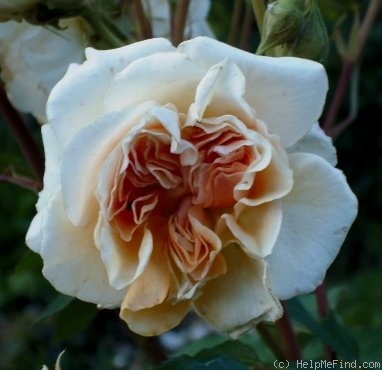 'Pegasus (shrub, Austin, 1995)' rose photo