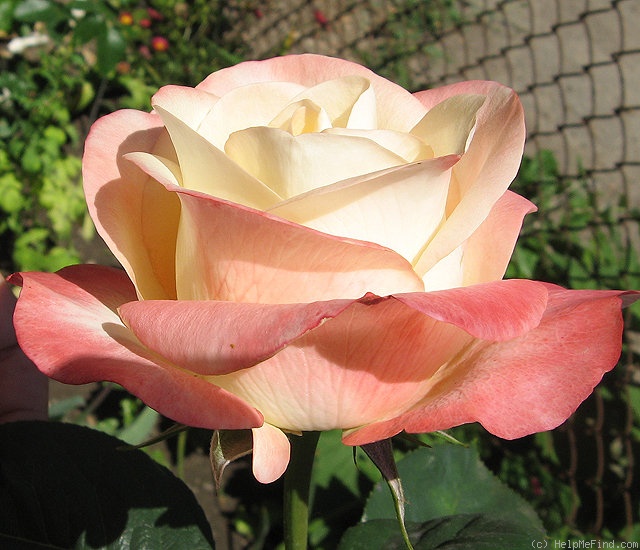 'Belle Perle' rose photo