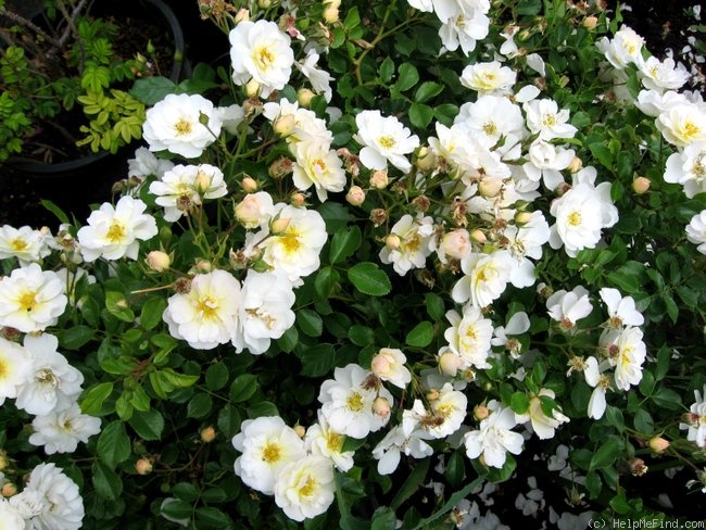 'Magic Blanket ® (mini-flora, Evers, 1992)' rose photo