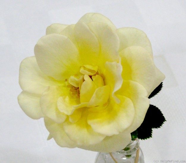 'Rita Applegate' rose photo
