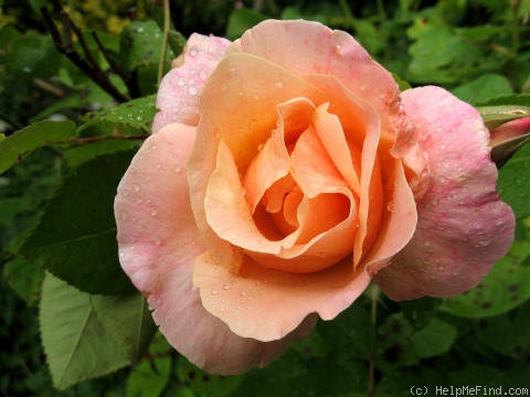 'Golden Blush' rose photo