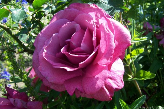 'Lavender Joy' rose photo