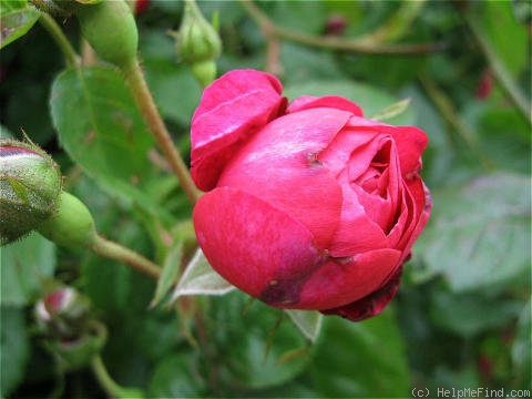 'Summer Blush' rose photo