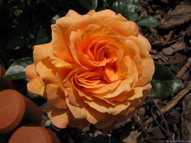 'Belvedere® (shrub, Evers/Tantau, 2001)' rose photo