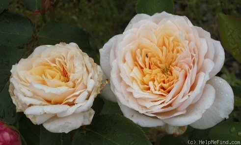 'English Garden ®' rose photo