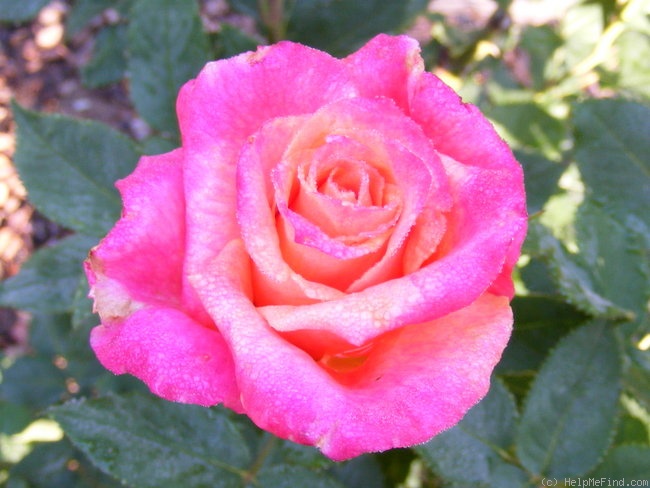 'Heart of Gold (grandiflora, Dykstra, 1997)' rose photo