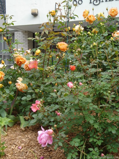 'Morning Mist (shrub, Austin, 1996)' rose photo