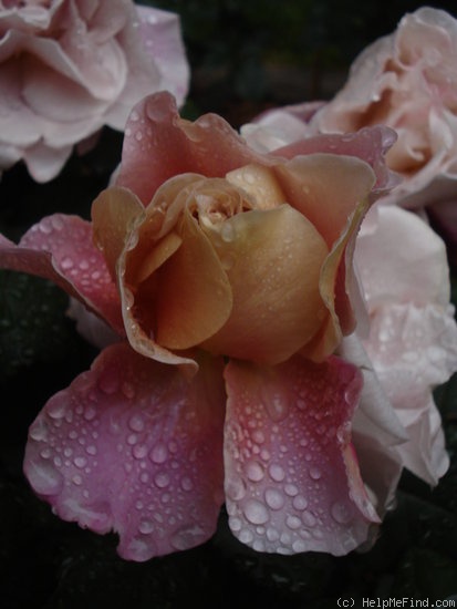 'Distant Drums (Shrub, Buck, 1984)' rose photo