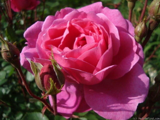 'John Clare ®' rose photo