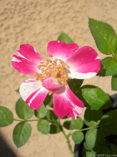 'DORLBXHUG' rose photo