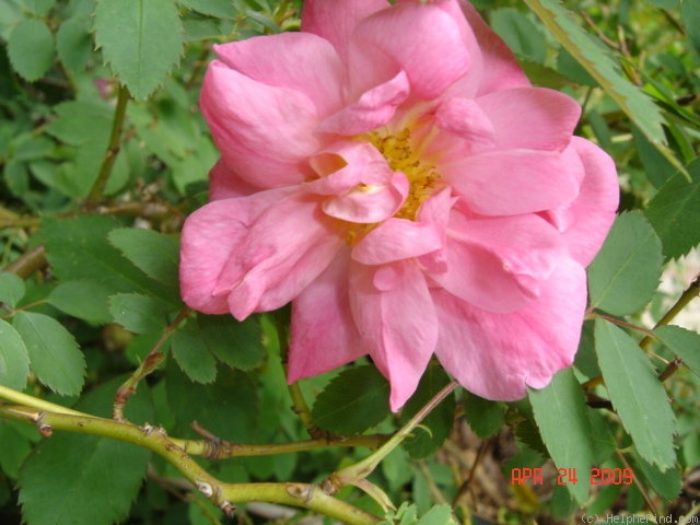 'DLFED 4' rose, click to enlarge 'DLFED 4' rose photo