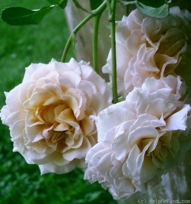 'Marjorie Marshall' rose photo