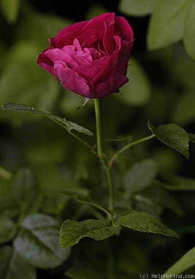 'Fisher Holmes' rose photo