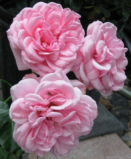 'Home & Garden ® (floribunda, Kordes 2001)' rose photo
