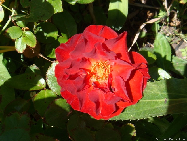 'Brown Velvet' rose photo