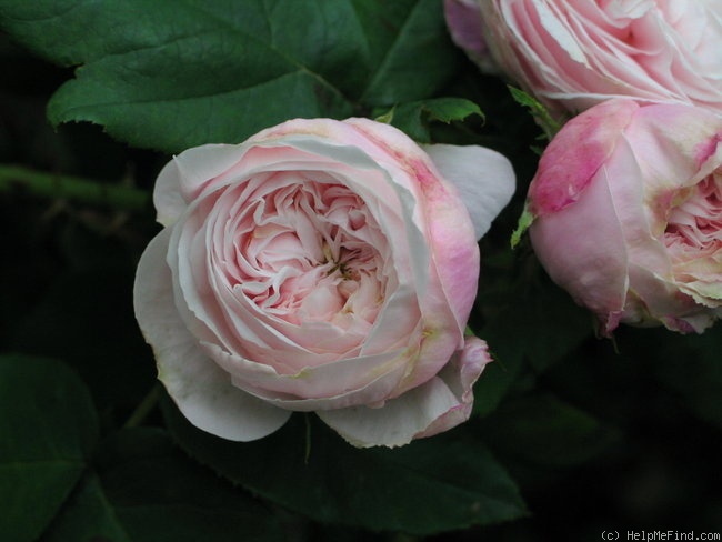 'Celina Dubos' rose photo