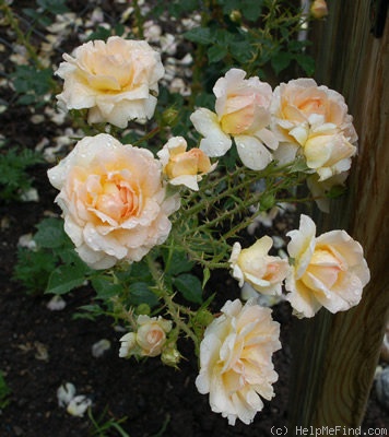 'H72-98' rose photo