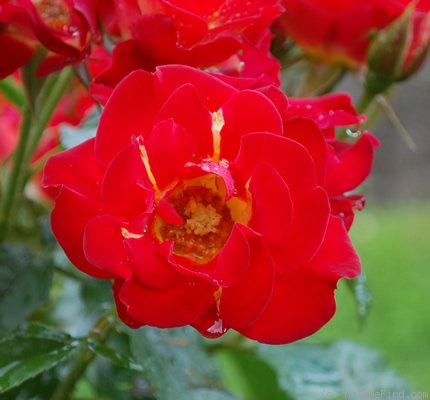 'H38-98' rose photo