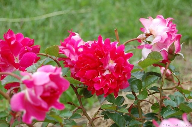 'Romantic Ruffles ®' rose photo