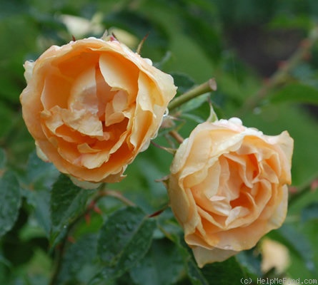 'H40-05' rose photo