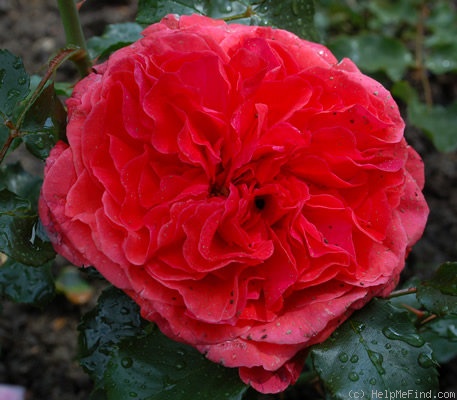 'H30-06' rose photo