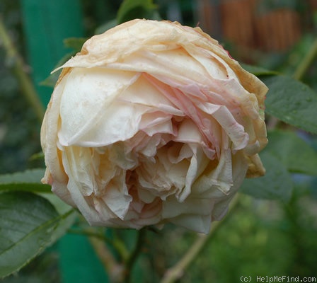 'H38-05' rose photo